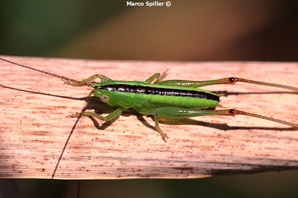 Conocephalus - ninfa